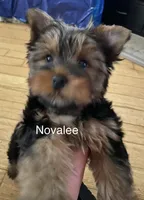 Novalee, a female Silky Terrier and Yorkshire Terrier for sale in Philadelphia, PA – Photo 1 of 9