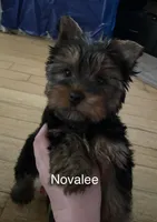 Novalee, a female Silky Terrier and Yorkshire Terrier for sale in Philadelphia, PA – Photo 4 of 9