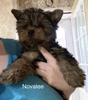 Novalee, a female Silky Terrier and Yorkshire Terrier for sale in Philadelphia, PA – Photo 5 of 9