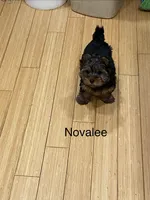 Novalee, a female Silky Terrier and Yorkshire Terrier for sale in Philadelphia, PA – Photo 3 of 9