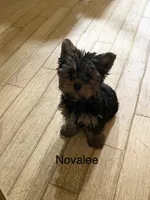 Novalee, a female Silky Terrier and Yorkshire Terrier for sale in Philadelphia, PA – Photo 9 of 9