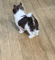 Junior, a male Biewer for sale in Philadelphia, PA – 8 of 10