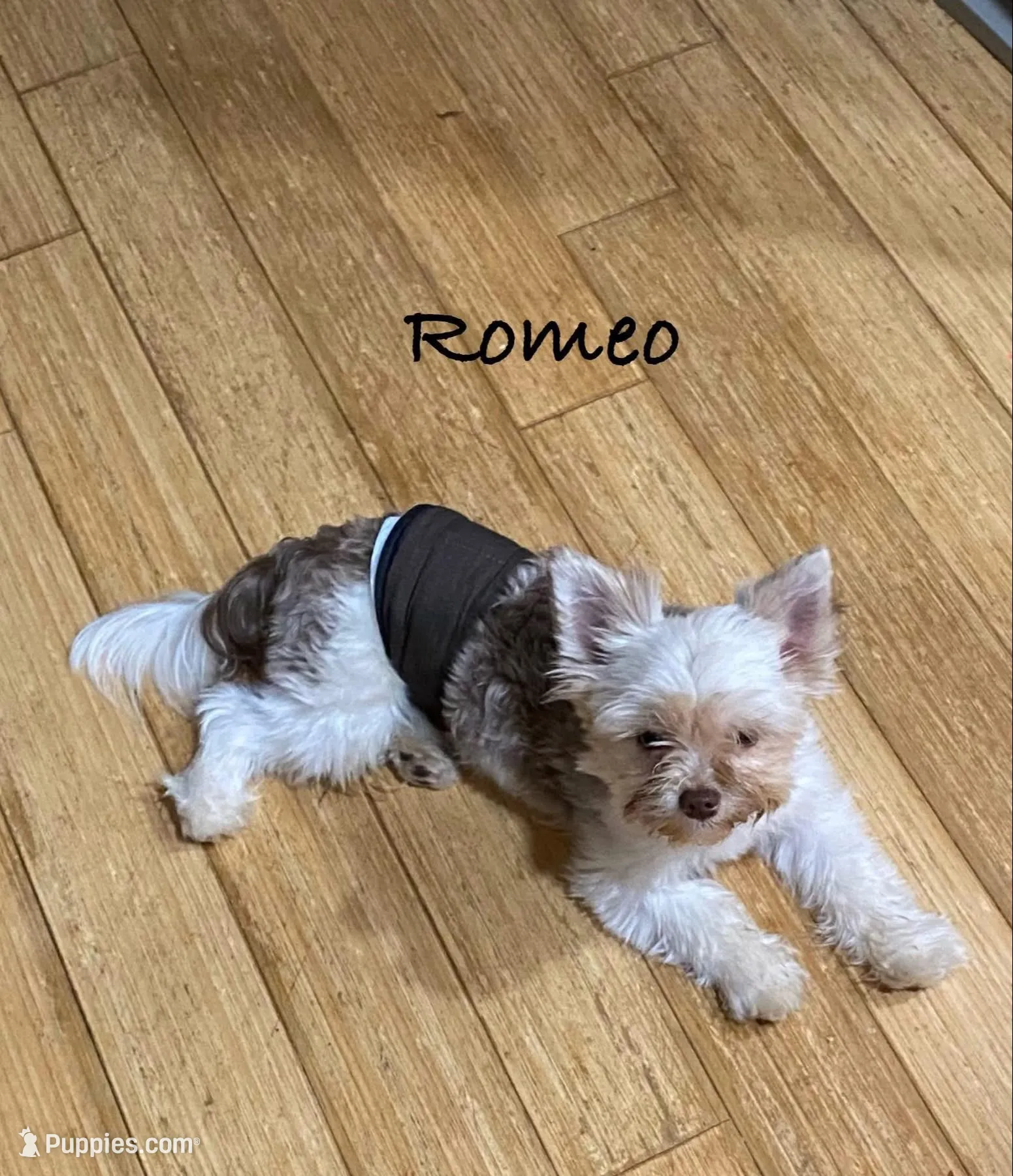 Boy1, a male Yorkshire Terrier for sale in Philadelphia, PA – Photo 4 of 4