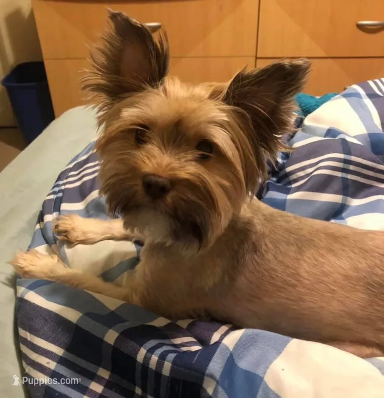Penny – Yorkshire Terrier puppy for sale in Philadelphia, PA