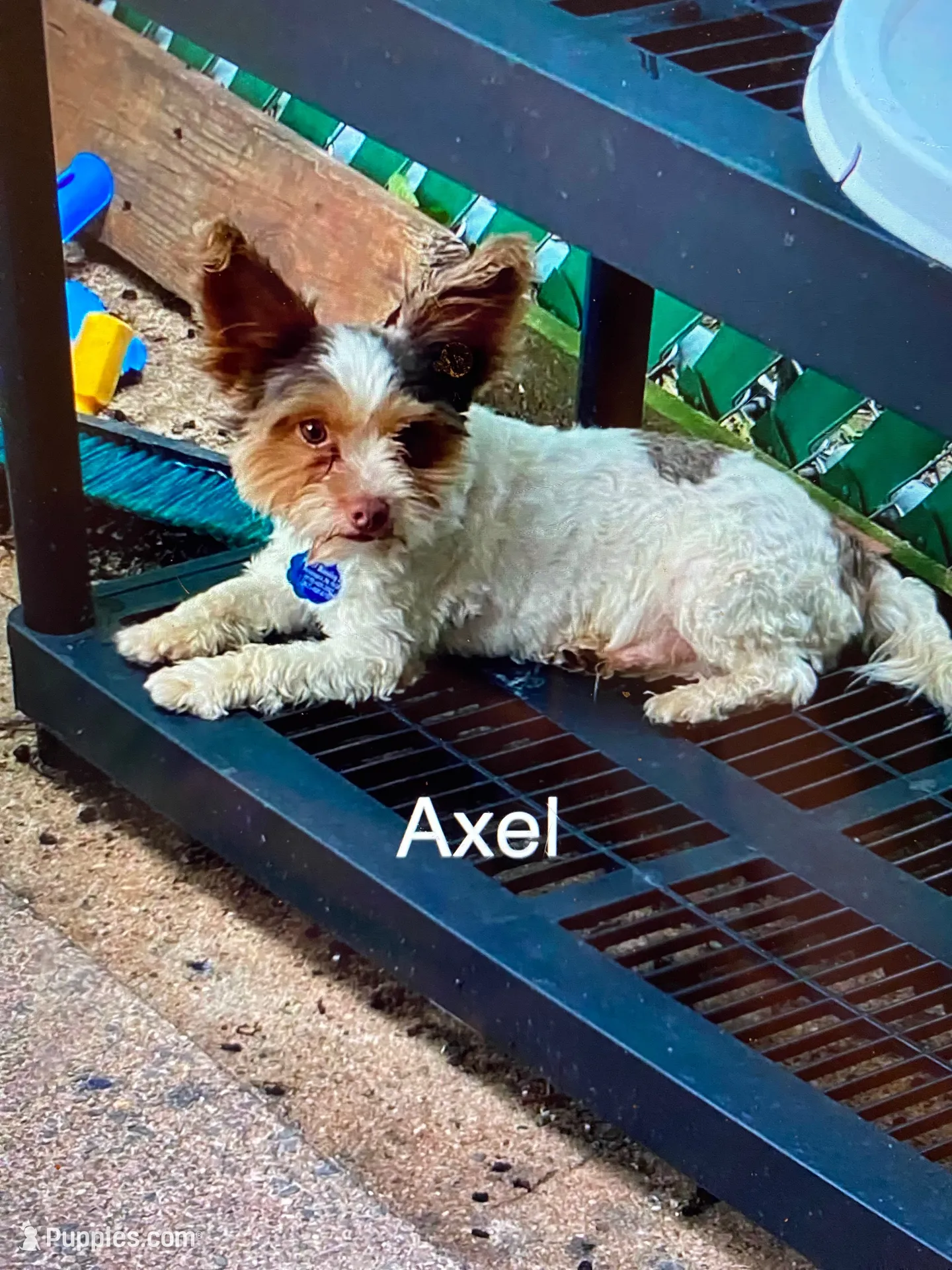 Junior, a male Biewer for sale in Philadelphia, PA – 5 of 5
