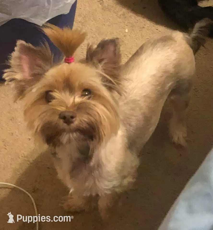 Boy1, a male Yorkshire Terrier for sale in Philadelphia, PA – Photo 3 of 4