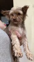 Penny, a female Yorkshire Terrier for sale in Philadelphia, PA – 5 of 6