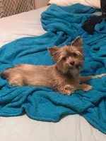Penny, a female Yorkshire Terrier for sale in Philadelphia, PA – Photo 4 of 4
