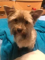 Penny, a female Yorkshire Terrier for sale in Philadelphia, PA – Photo 3 of 4