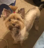 Penny, a female Yorkshire Terrier for sale in Philadelphia, PA – Photo 1 of 4