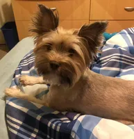 Penny, a female Yorkshire Terrier for sale in Philadelphia, PA – Photo 2 of 4