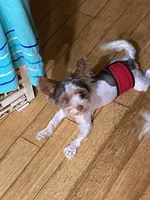 Axel, a male Biewer for sale in Philadelphia, PA – 2 of 3