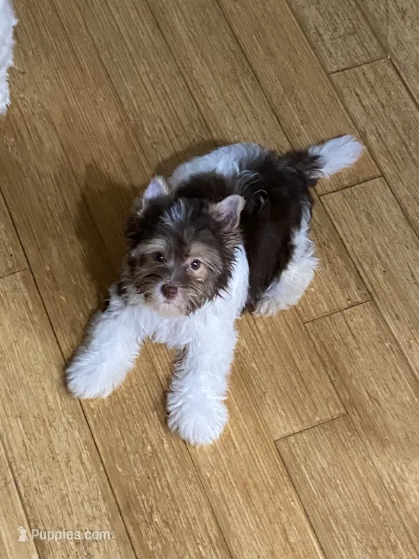 Junior – Biewer puppy for sale in Philadelphia, PA