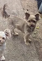 Penny, a female Yorkshire Terrier for sale in Philadelphia, PA – 2 of 6