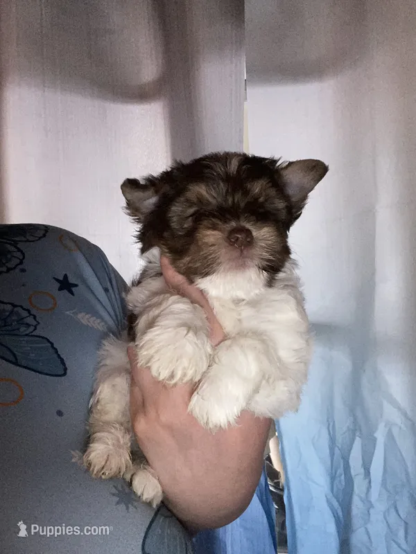 Junior – Biewer puppy for sale in Philadelphia, PA