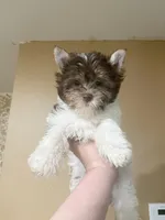 Junior, a male Biewer for sale in Philadelphia, PA – 7 of 10