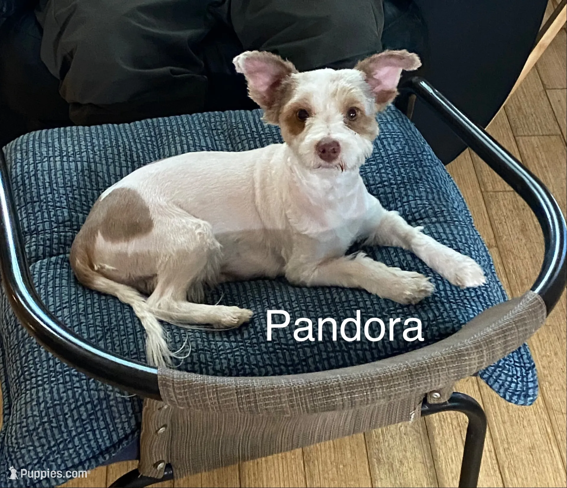 Junior, a male Biewer for sale in Philadelphia, PA – 9 of 10