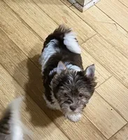 Junior, a male Biewer for sale in Philadelphia, PA – 3 of 10