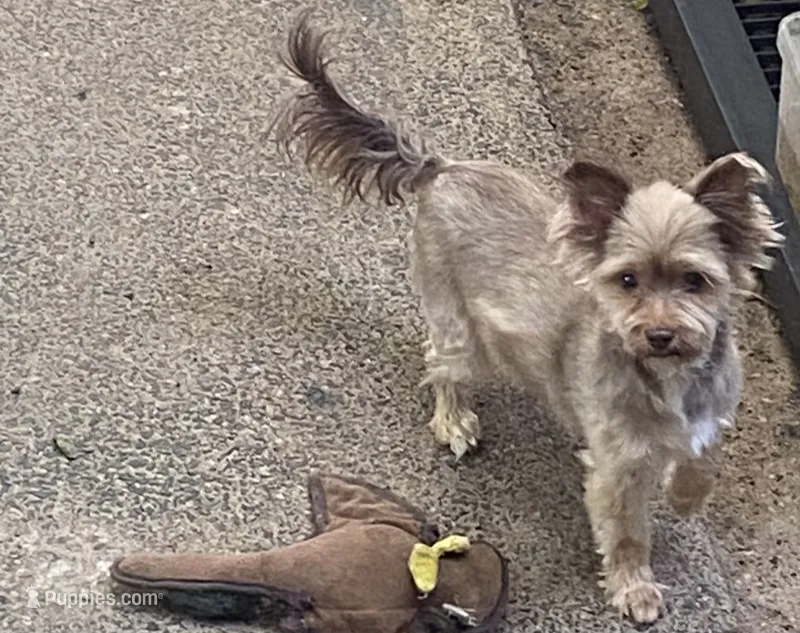 Penny – Yorkshire Terrier puppy for sale in Philadelphia, PA