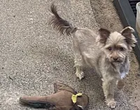 Penny, a female Yorkshire Terrier for sale in Philadelphia, PA – 1 of 6