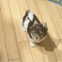 Junior, a male Biewer for sale in Philadelphia, PA – 6 of 10