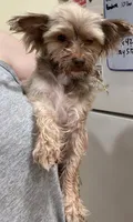Penny, a female Yorkshire Terrier for sale in Philadelphia, PA – 4 of 6