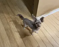 Penny, a female Yorkshire Terrier for sale in Philadelphia, PA – 6 of 6