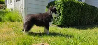 Vader, a male Alaskan Malamute for sale in Seattle, WA – 7 of 8