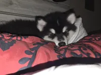 Vader, a male Alaskan Malamute for sale in Seattle, WA – 4 of 8