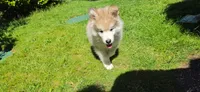 Thor, a male Alaskan Malamute for sale in Seattle, WA – 4 of 5