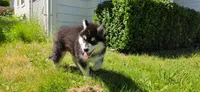 Vader, a male Alaskan Malamute for sale in Seattle, WA – 8 of 8