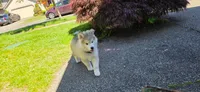 Thor, a male Alaskan Malamute for sale in Seattle, WA – 1 of 5