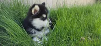 Vader, a male Alaskan Malamute for sale in Seattle, WA – 2 of 8