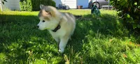 Thor, a male Alaskan Malamute for sale in Seattle, WA – 2 of 5