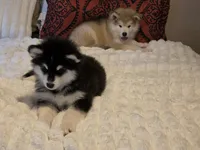 Vader, a male Alaskan Malamute for sale in Seattle, WA – 5 of 8