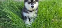 Vader, a male Alaskan Malamute for sale in Seattle, WA – 1 of 8