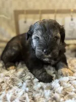 Kristoff , a male Miniature Schnauzer for sale in Liberty, KY – 4 of 6
