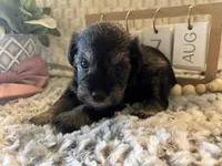 Anna, a female Miniature Schnauzer for sale in Liberty, KY – 2 of 5