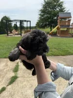 Bella, a female Miniature Schnauzer for sale in Liberty, KY – 2 of 8