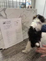 Fru Fru , a male Wire Fox Terrier for sale in Liberty, KY – 2 of 4