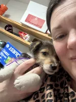 Chief Bogo, a male Wire Fox Terrier for sale in Liberty, KY – 4 of 5