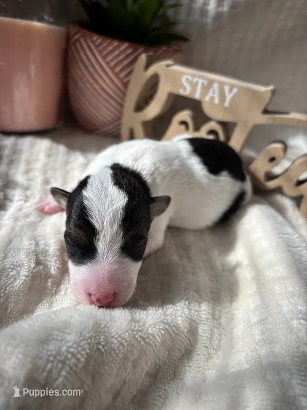 Gazelle – Wire Fox Terrier puppy for sale in Liberty, KY