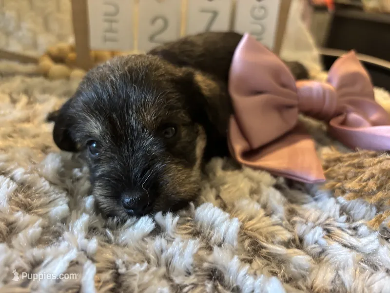 Honeymaren  – Miniature Schnauzer puppy for sale in Liberty, KY
