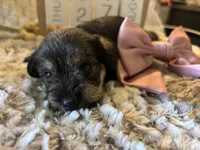 Honeymaren , a female Miniature Schnauzer for sale in Liberty, KY – 1 of 6