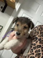 Chief Bogo, a male Wire Fox Terrier for sale in Liberty, KY – 5 of 5
