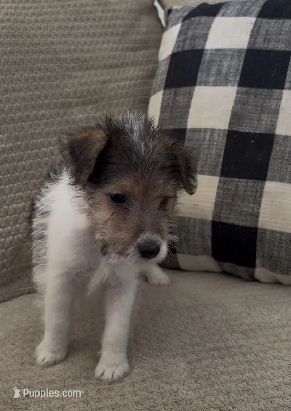 Fru Fru  – Wire Fox Terrier puppy for sale in Liberty, KY