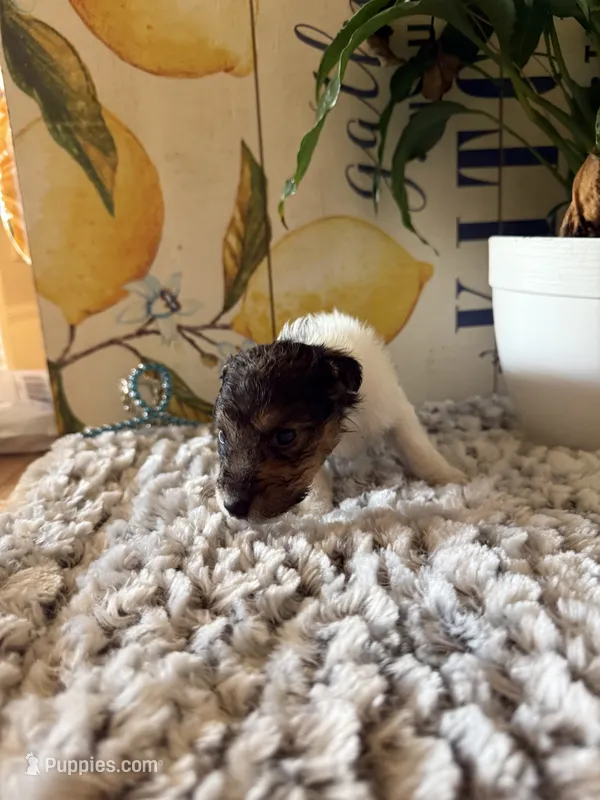 Chief Bogo – Wire Fox Terrier puppy for sale in Liberty, KY