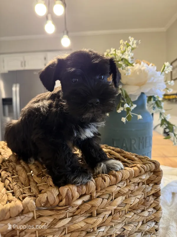 Yoshi – Miniature Schnauzer puppy for sale in Liberty, KY