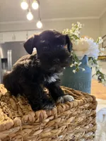 Yoshi, a male Miniature Schnauzer for sale in Liberty, KY – 1 of 9