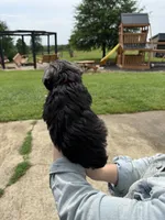 Bella, a female Miniature Schnauzer for sale in Liberty, KY – 8 of 8